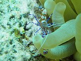 Curacao 04-12 058